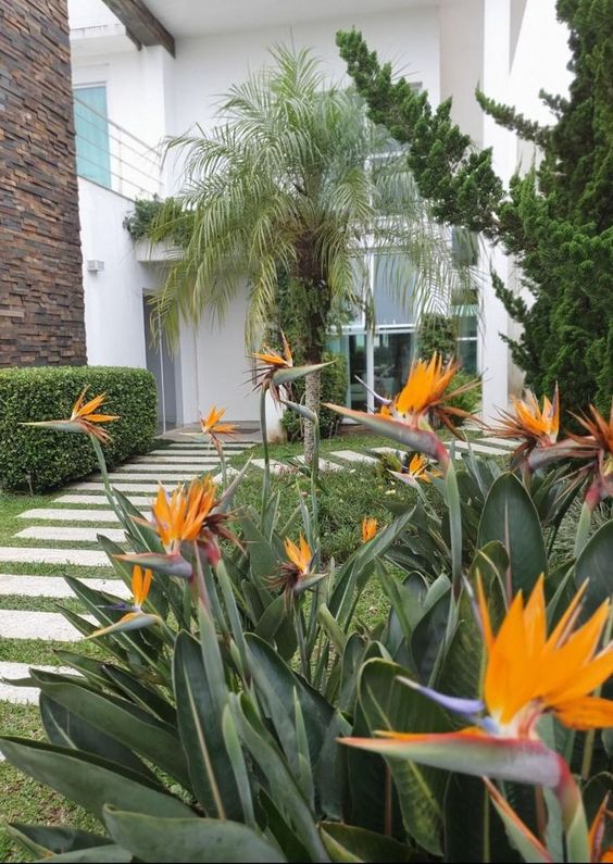 erros comuns ao escolher arbustos floridos