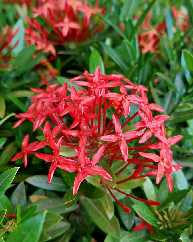 quanto custa plantar arbustos floridos no jardim