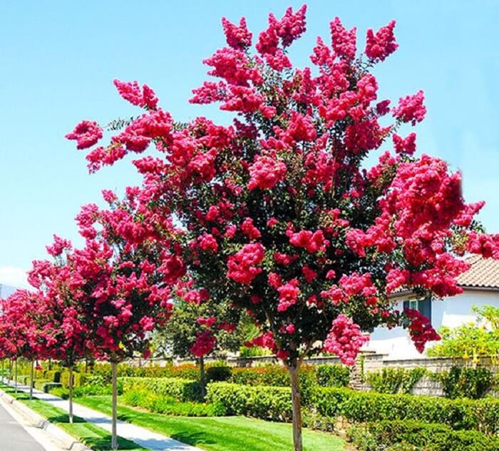 arvores para calcada