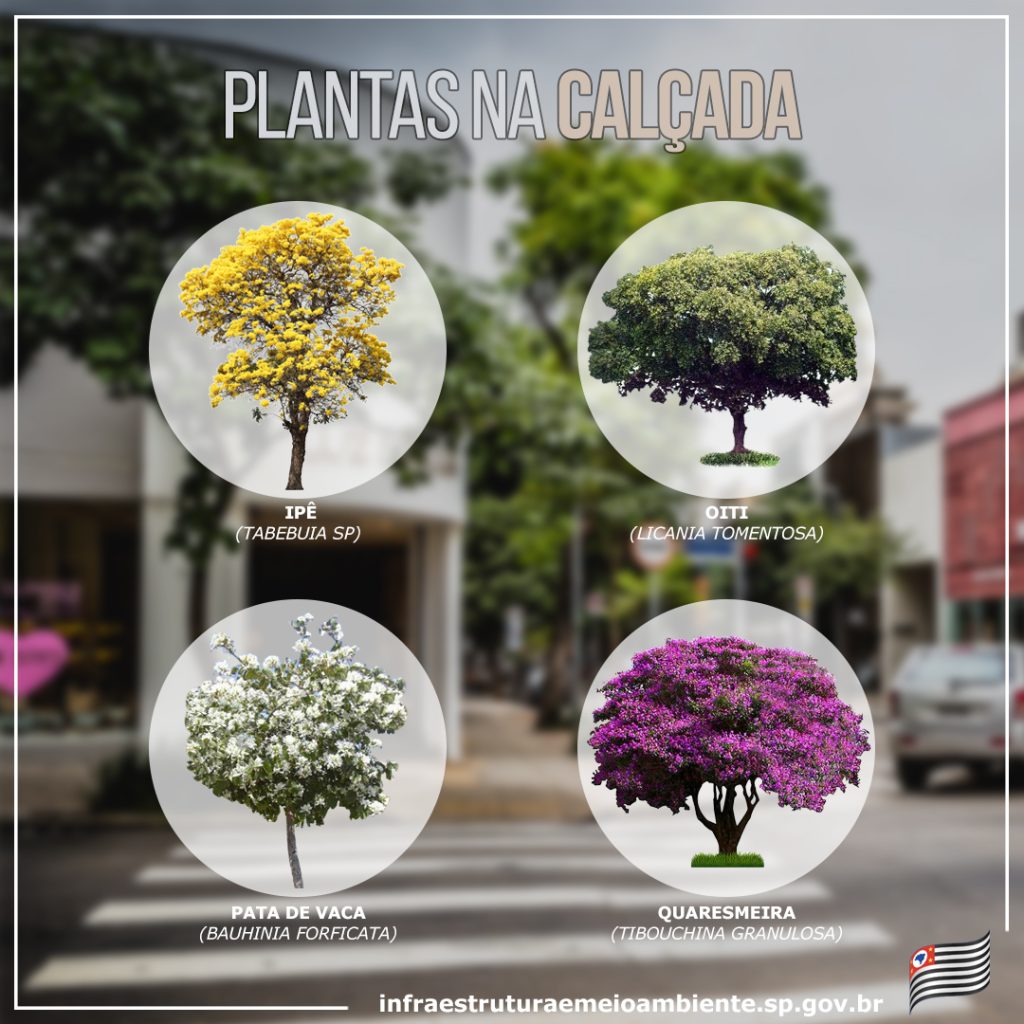 Arborização urbana: Benefícios e como contribuir com a sua cidade