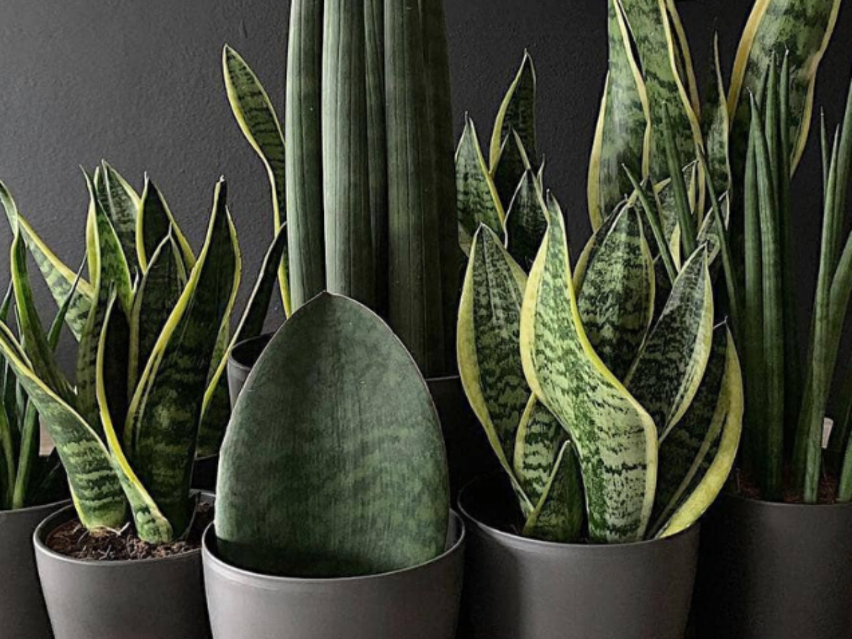 Guia completo: Como escolher plantas de meia-sombra para seu apartamento