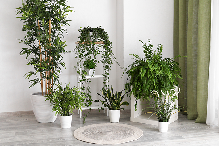 Design biofílico: Integrando plantas de meia-sombra na decoração moderna