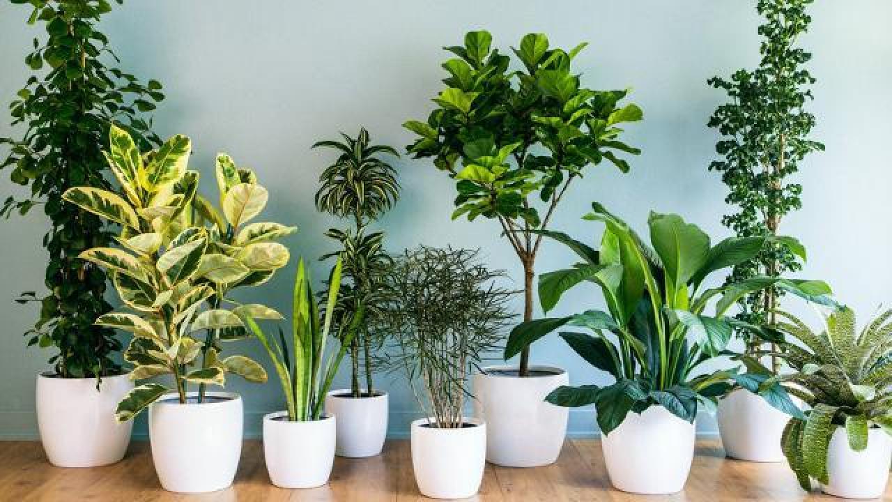 Guia completo: Como escolher plantas de meia-sombra para seu apartamento