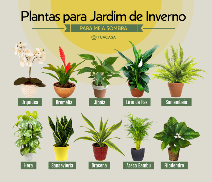 Transforme seu lar: As folhagens mais belas para um jardim de inverno sombreado