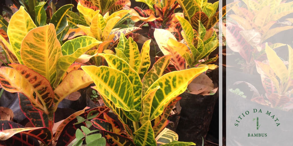 Design biofílico: Integrando plantas de meia-sombra na decoração moderna