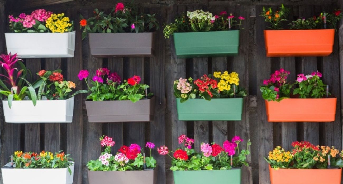 Flores vibrantes: Opções coloridas de plantas de meia-sombra para decorar