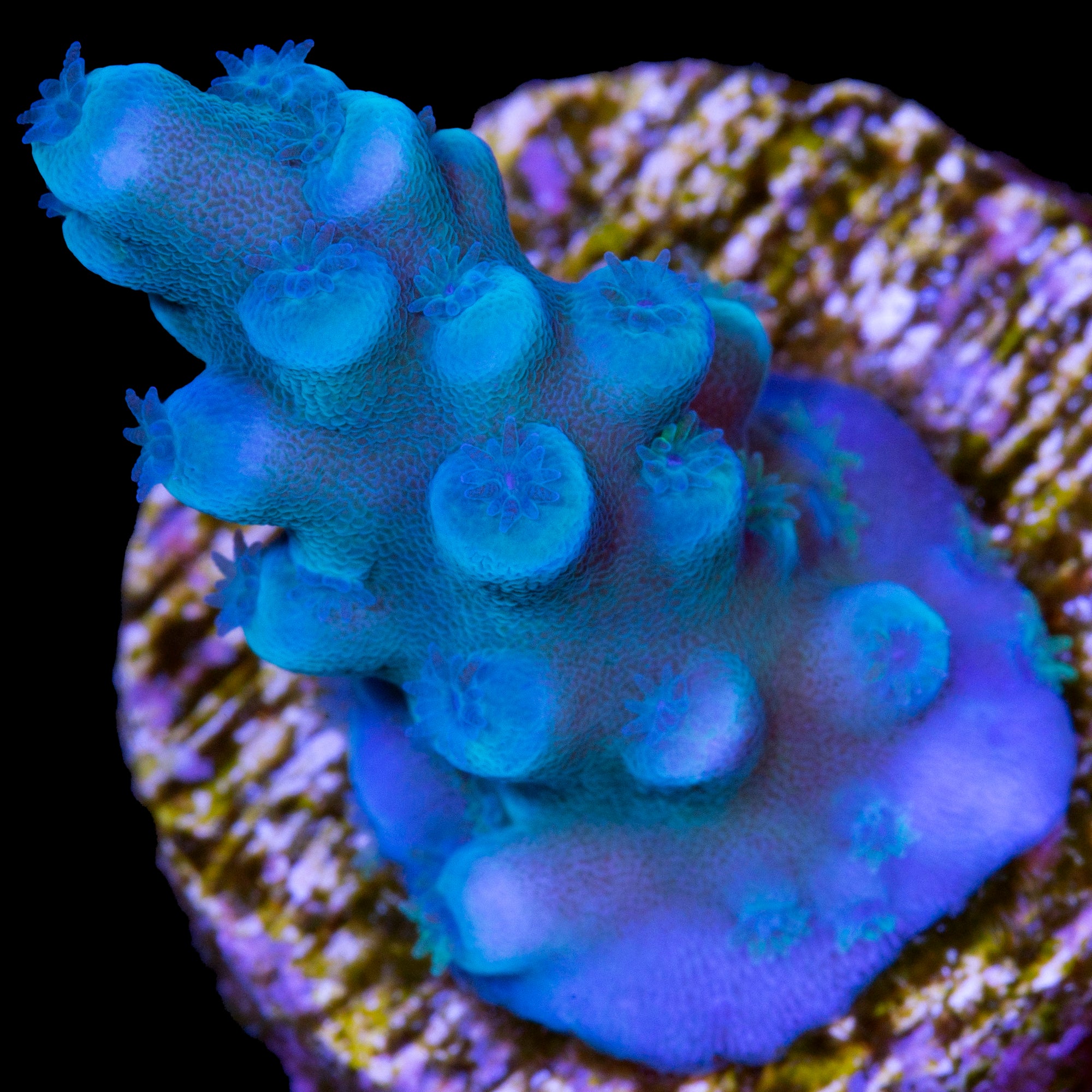azul surreal coral