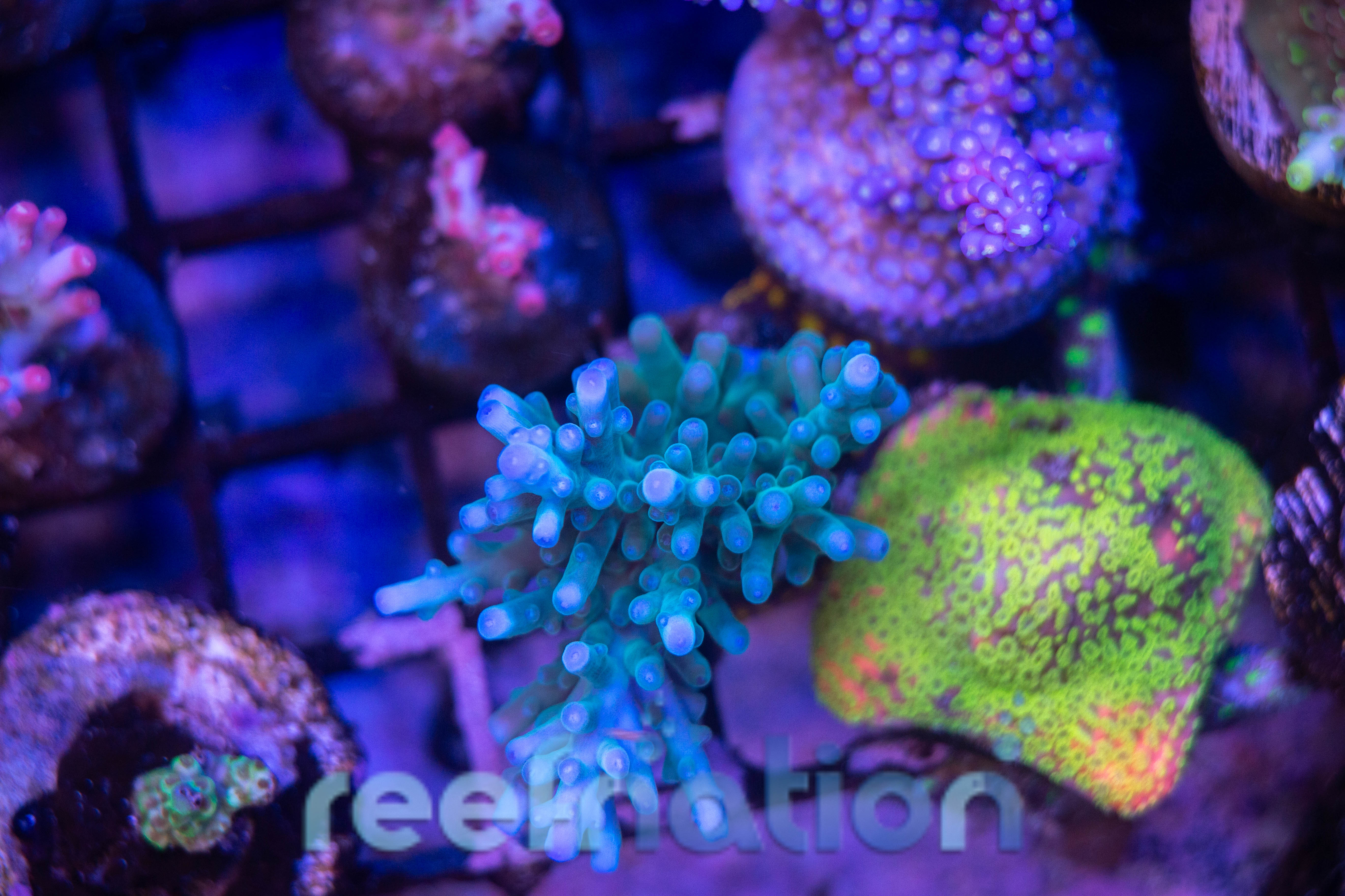 Azul Surreal: a cor que combina com tudo?