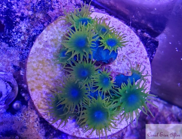 Dicas de pintura com Azul Surreal: do básico ao avançado