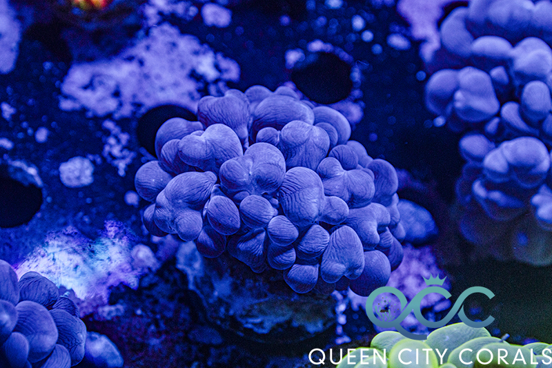 Azul Surreal: a cor que combina com tudo?