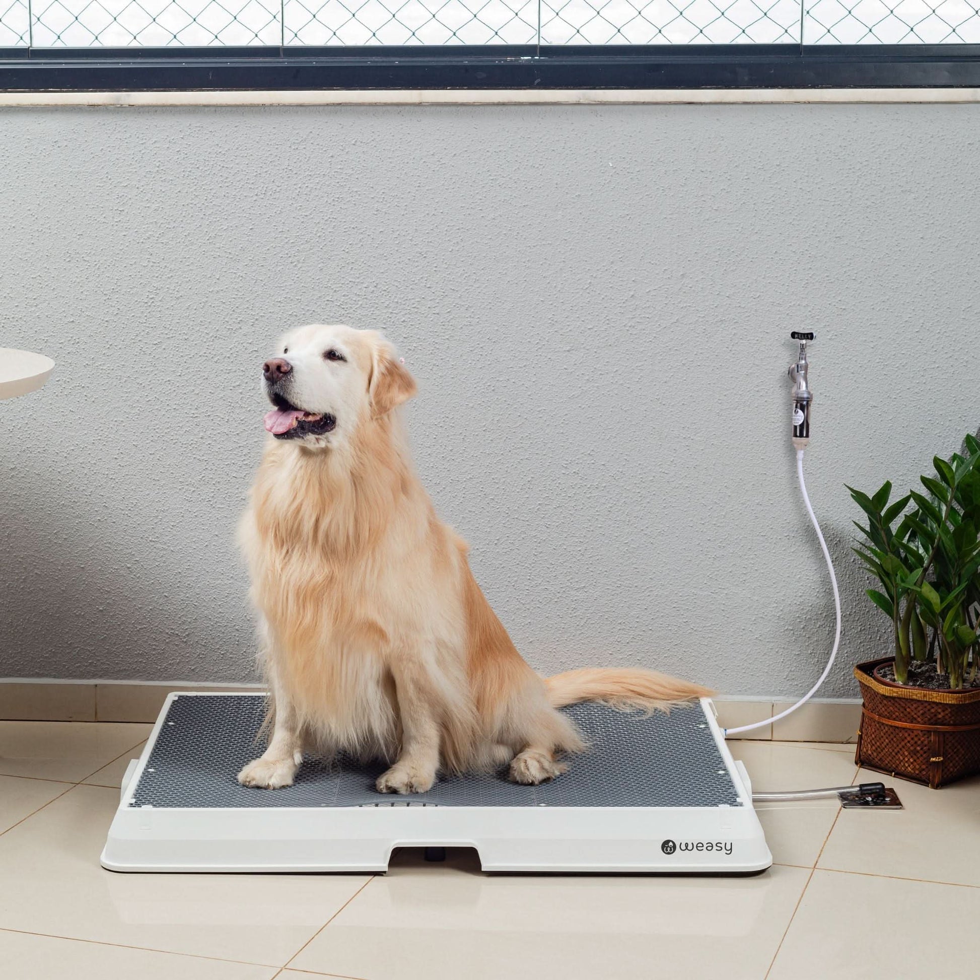 melhores banheiros inteligentes para cachorro 2024