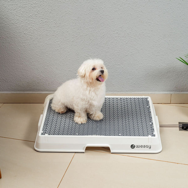 banheiro para caes weasy como funciona