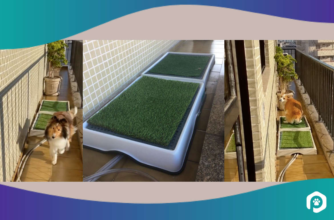 Weasy: Modelos e Acessórios para Cada Porte de Cachorro