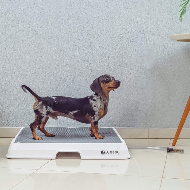 banheiro para caes weasy como funciona