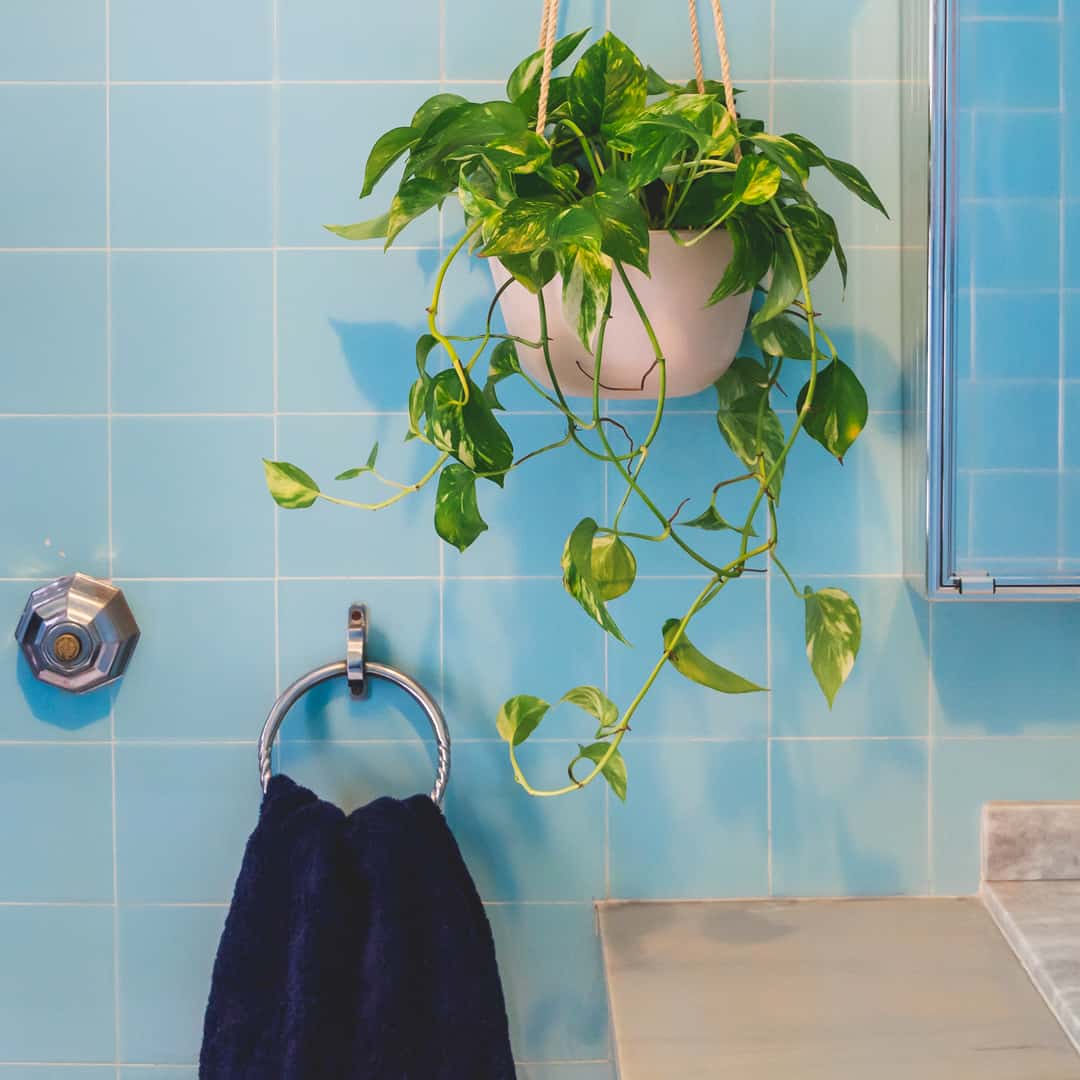 quanto custa montar um jardim de plantas no banheiro