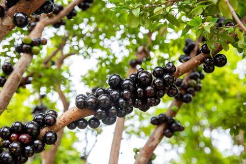 beneficios da jabuticaba para a saude