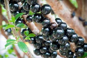 beneficios da jabuticaba para a saude