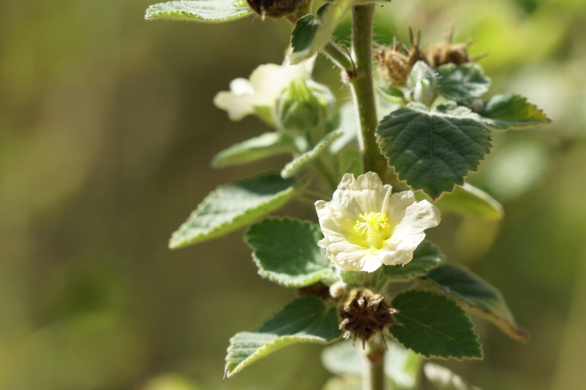 Guia Completo: Preparo e Uso Seguro do Chá de Malva