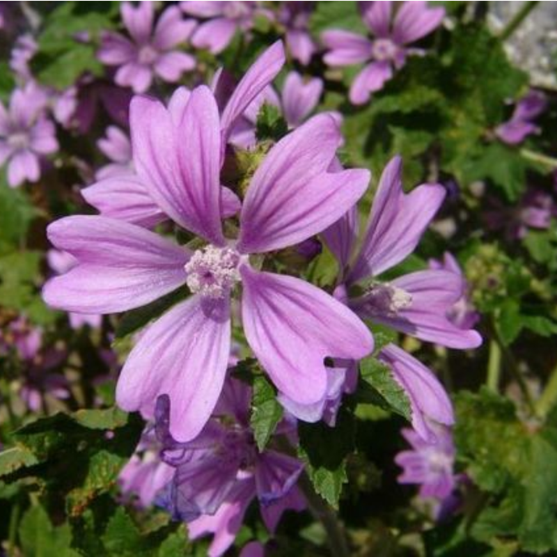 benefícios da malva