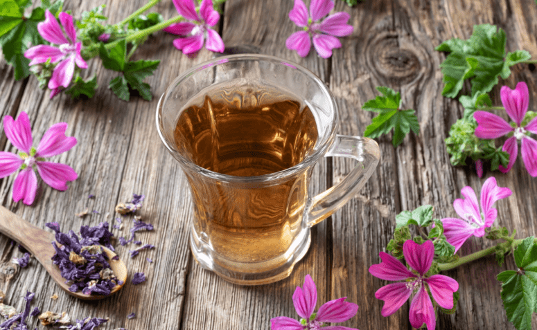 Malva: Um Remédio Natural para Tosse e Bronquite