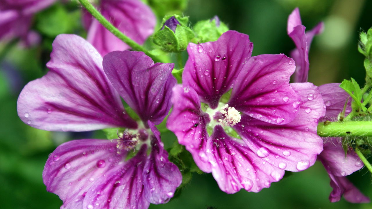 Descubra os Benefícios da Malva para a Saúde Digestiva