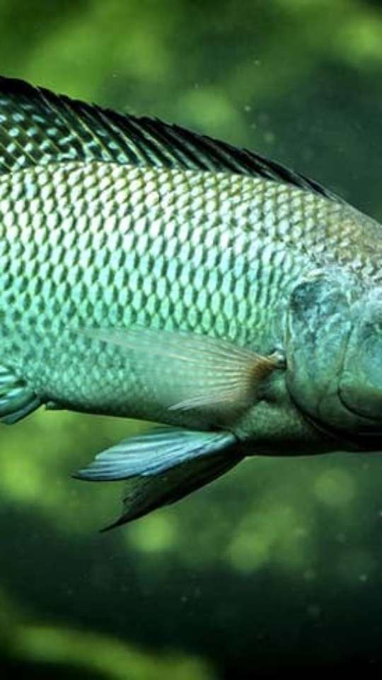 benefícios do peixe