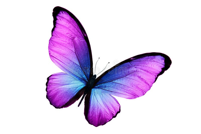 Borboleta lilás