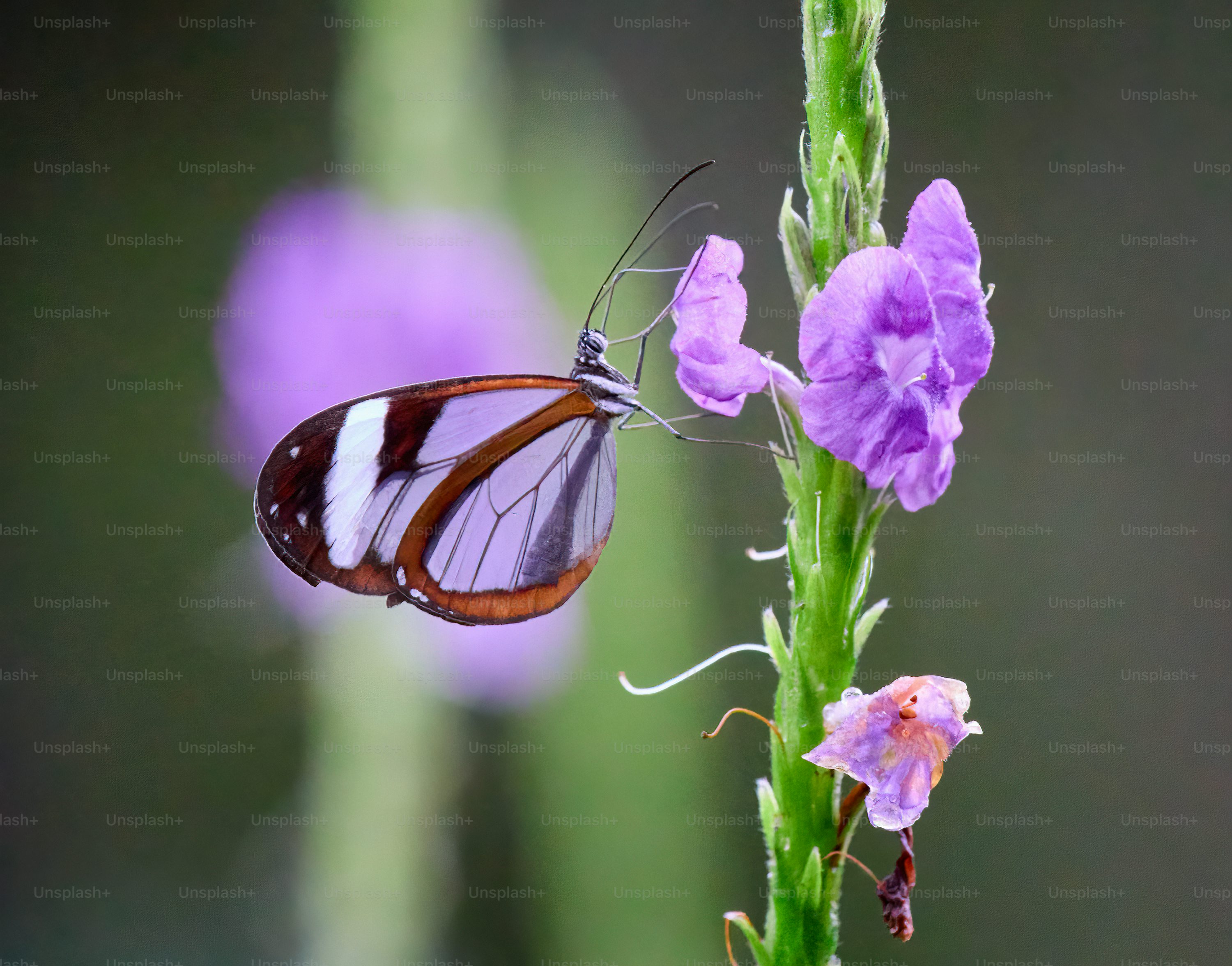 Borboleta roxa em tecido