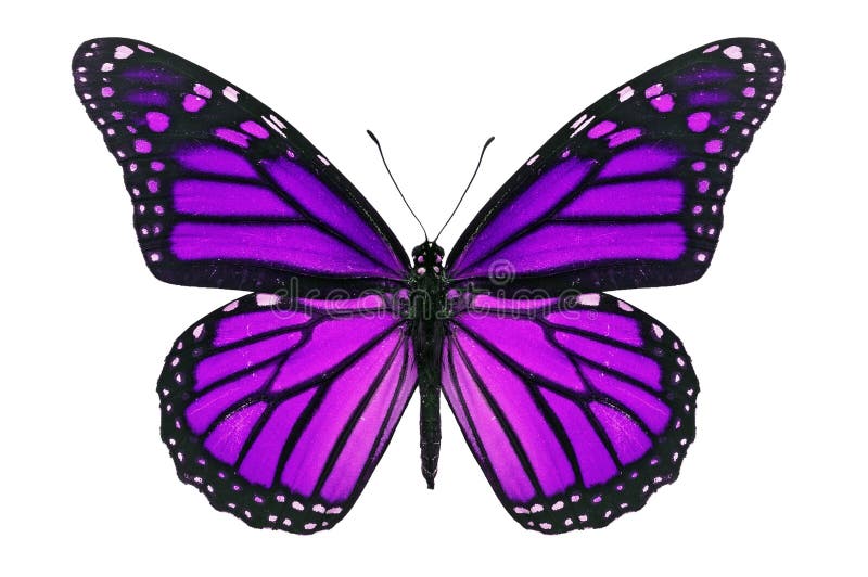 Borboleta roxa em tecido