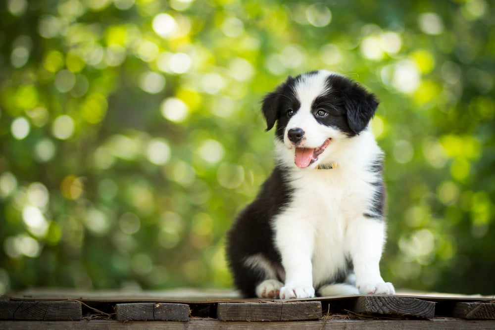 onde comprar filhote border collie