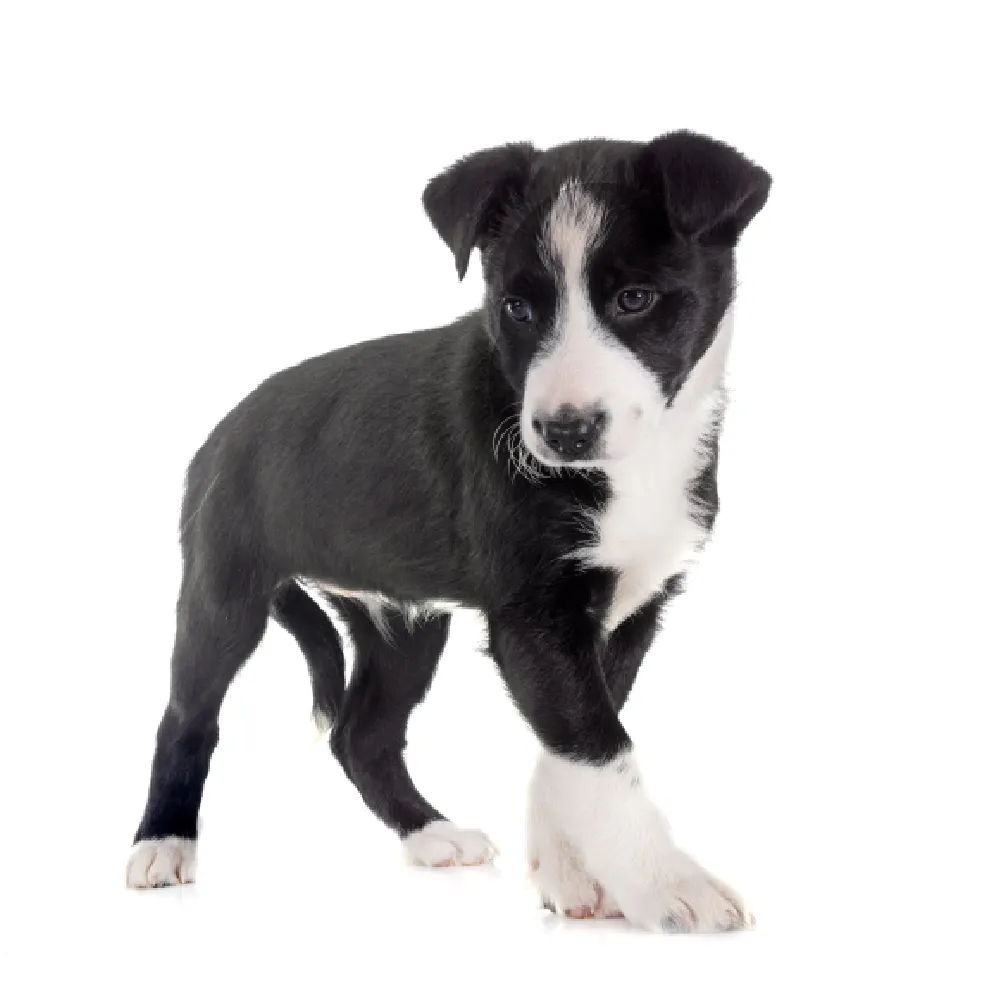 canil border collie sp