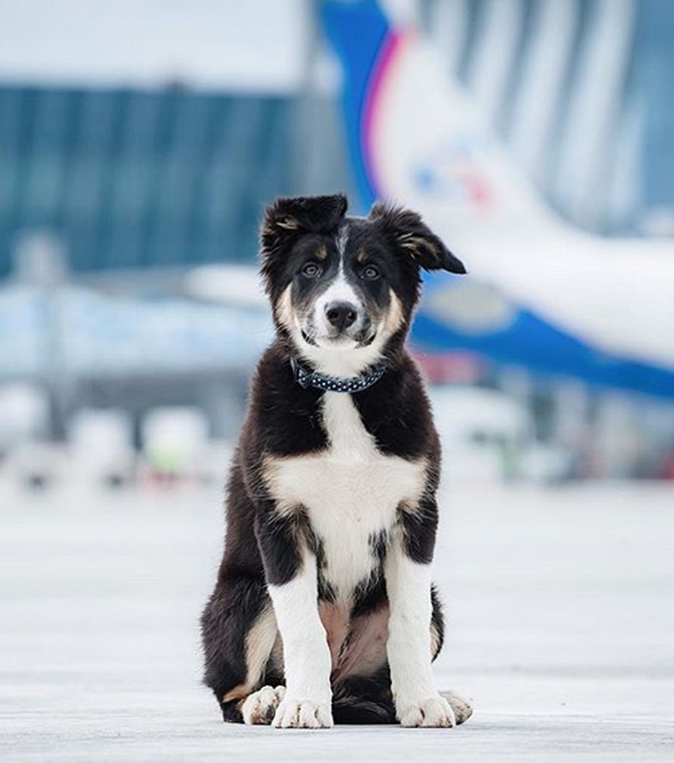 filhote border collie chocolate