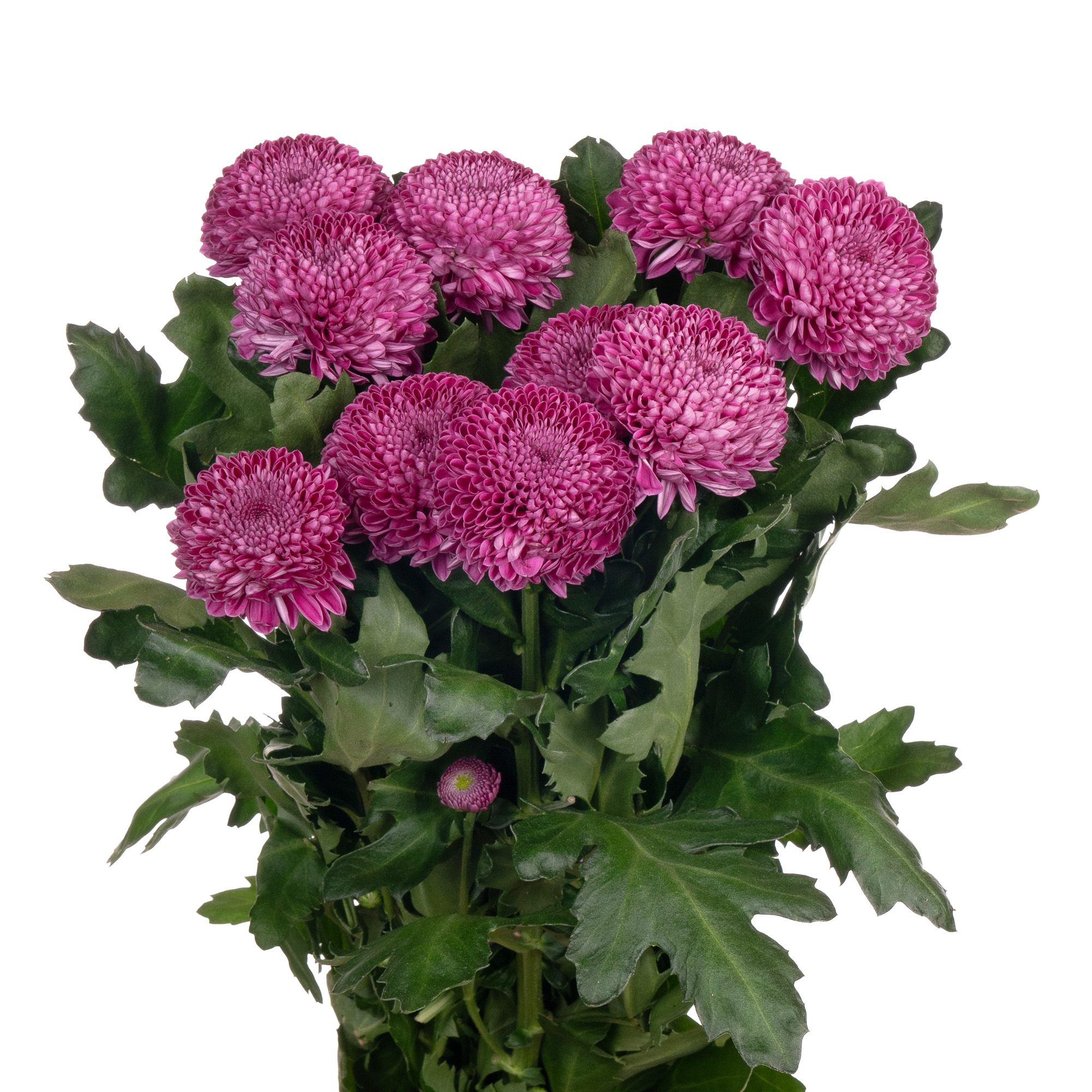 Os Melhores Tipos de Flores Roxas para Cada Ocasião