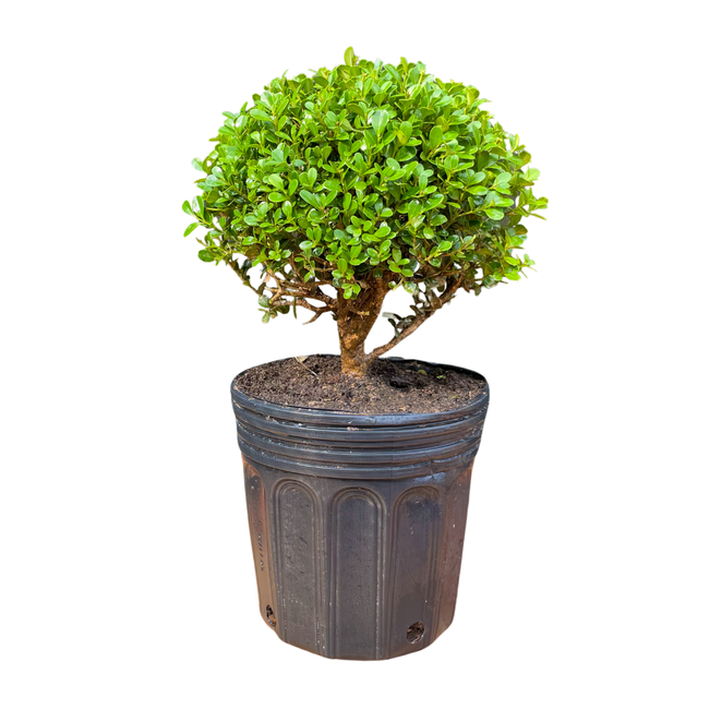 Boxinho