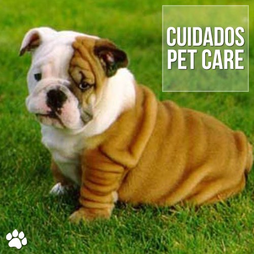 Saúde do Bulldog Inglês: Principais Doenças e Cuidados Preventivos