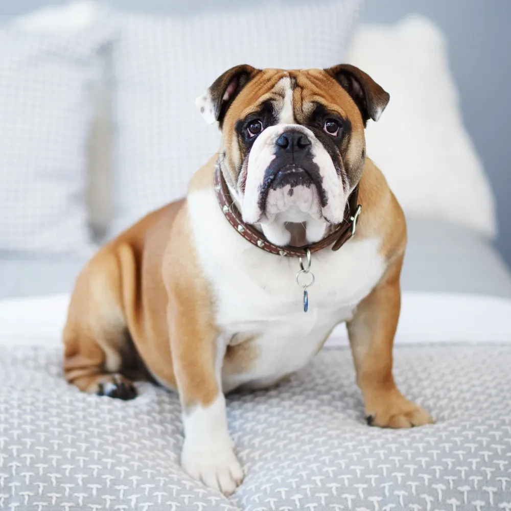 Bulldog Inglês: A Raça Perfeita para Famílias com Crianças?