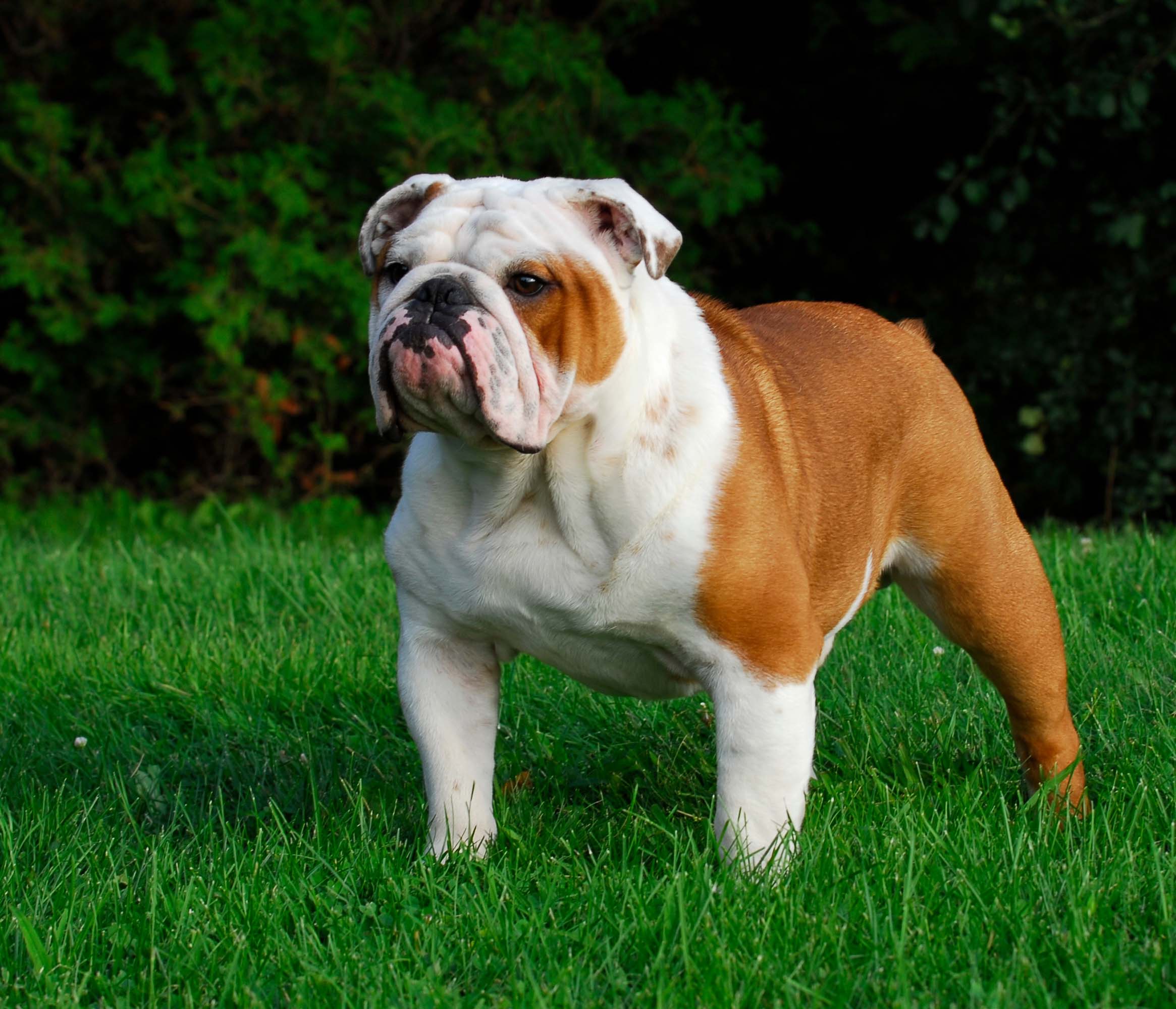 Bulldog Inglês: Temperamento, Saúde e Dicas para o Adestramento