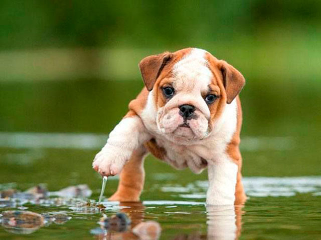 Bulldog Inglês: A Raça Perfeita para Famílias com Crianças?