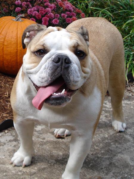 bulldog ingles