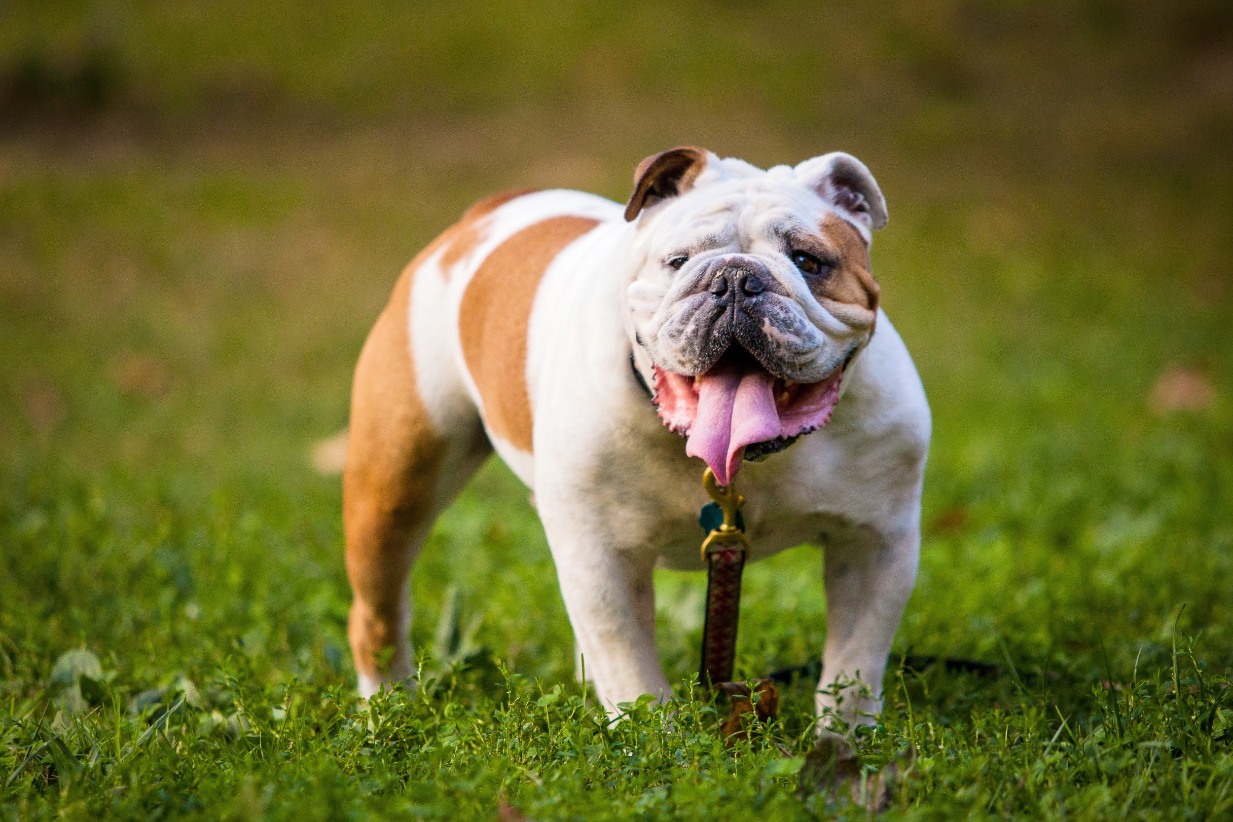 Bulldog Inglês: Temperamento, Saúde e Dicas para o Adestramento