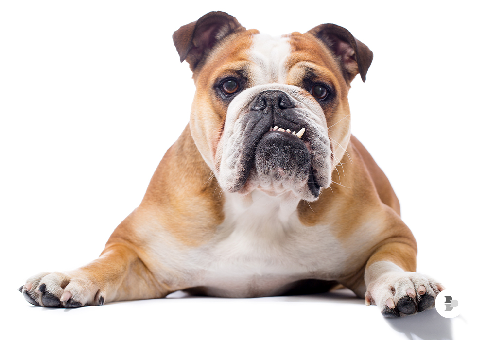 Preço do Bulldog Inglês: O que Justifica a Variação de Valores?