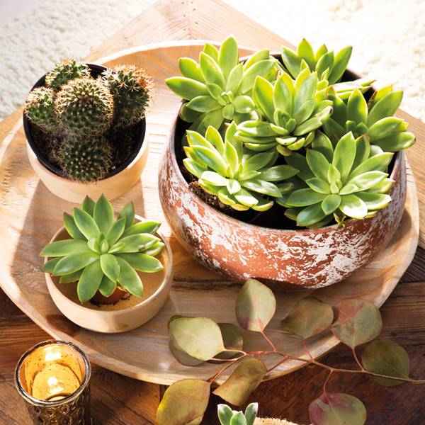 Guia Completo: Como Escolher o Buquê de Suculentas Perfeito para Seu Casamento