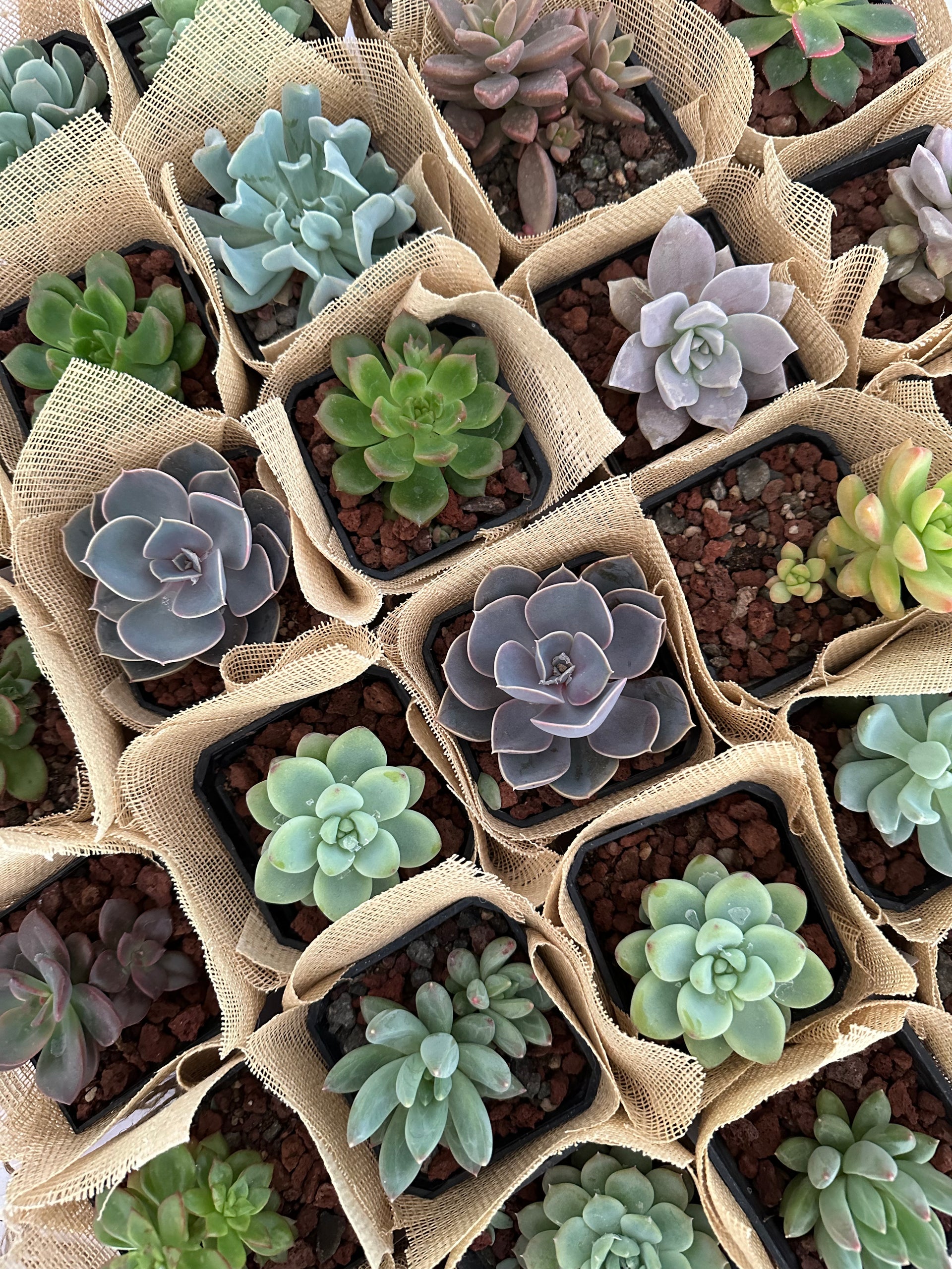 Buquê de Suculentas Artificiais: Durabilidade e Beleza para Presentear