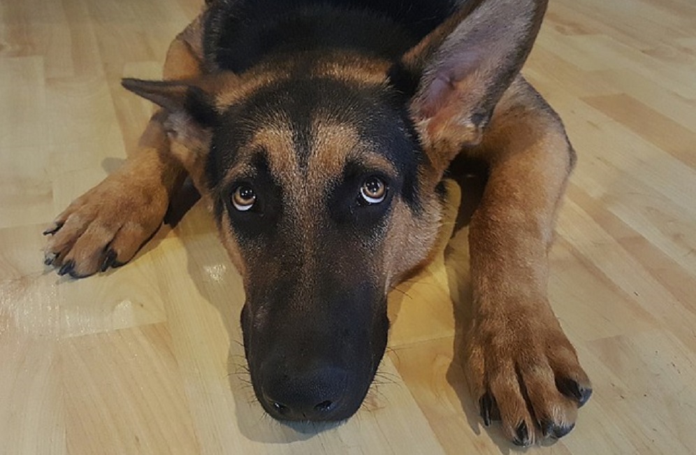 Cachorro Tem Sentimento