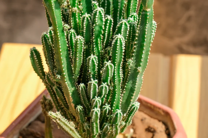 cacto grande para jardim externo