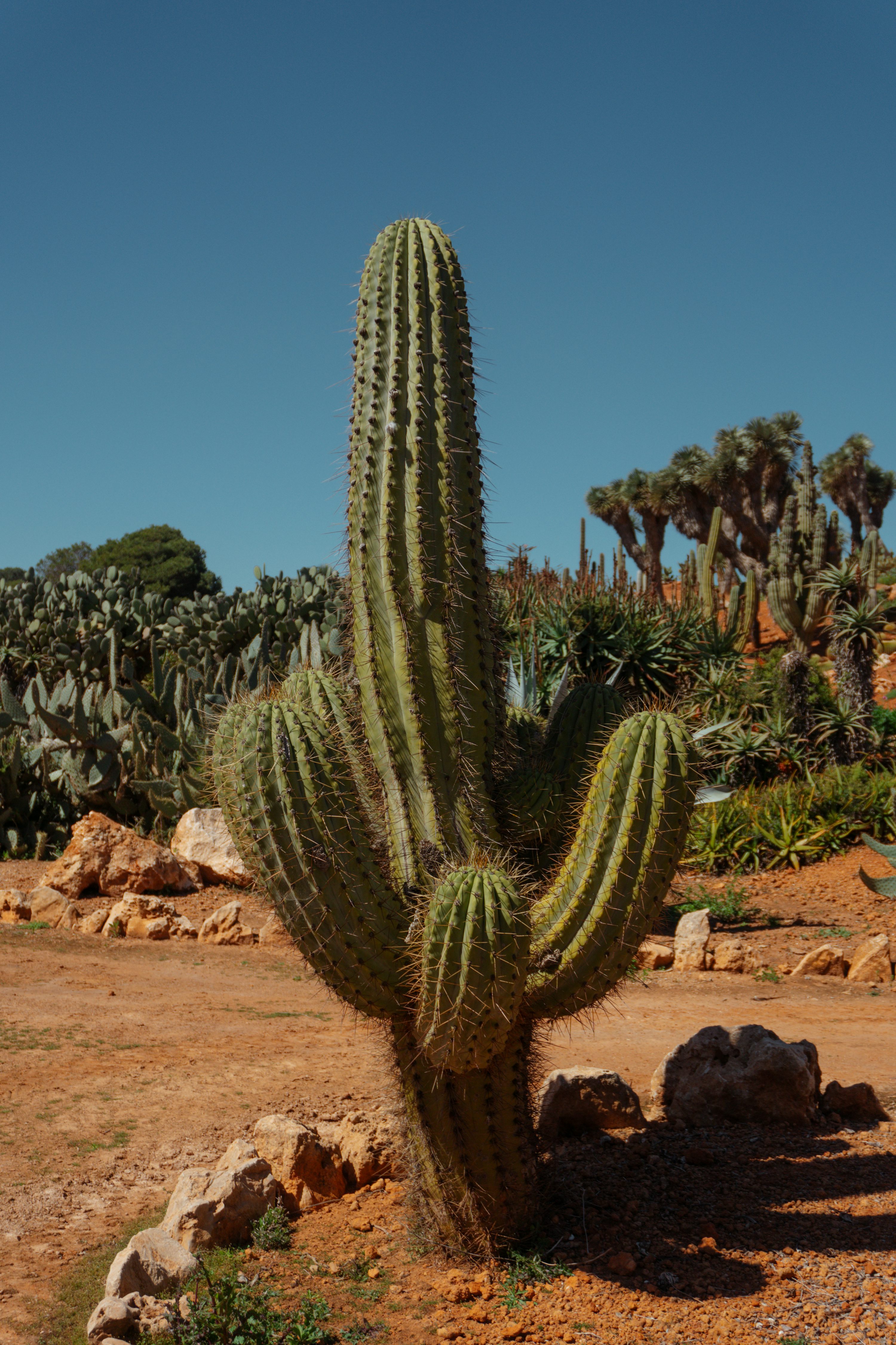 espécies de cactos grandes