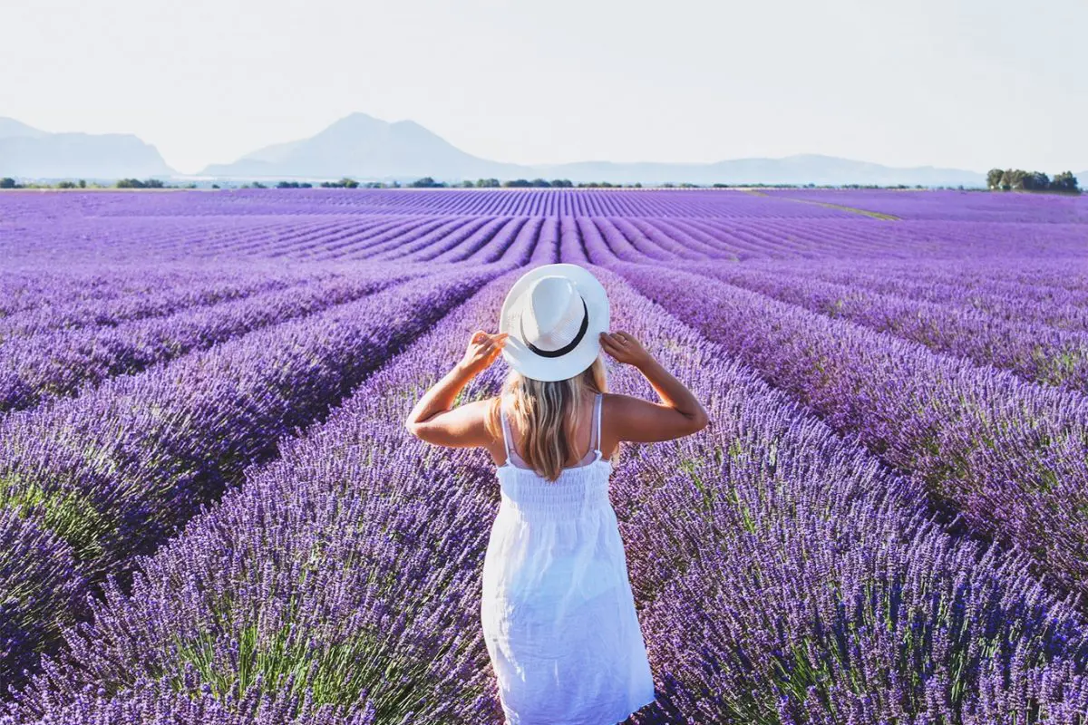 5 ideias de títulos:
1. Descubra a Magia da Pousada Campos de Provence em Campos do Jordão
2. Roteiro de Verão: Os Campos de Lavanda da Provence te Esperam
3. Campos do Jordão vs. Provence: Qual 