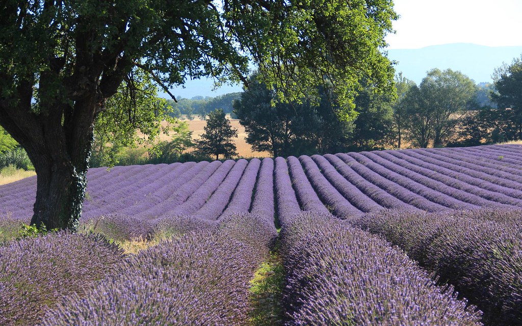 campos de provence