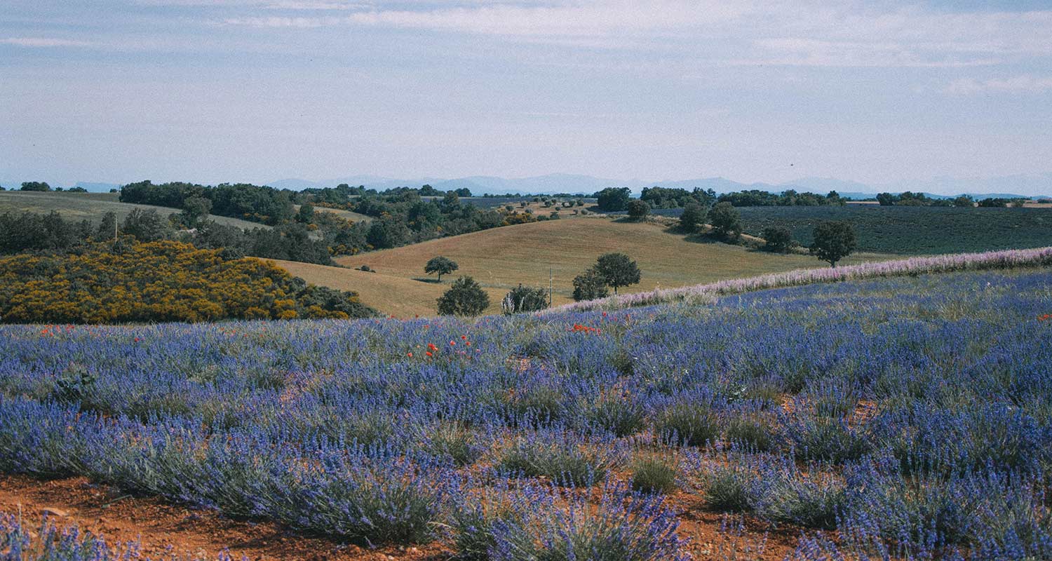 5 ideias de títulos:
1. Descubra a Magia da Pousada Campos de Provence em Campos do Jordão
2. Roteiro de Verão: Os Campos de Lavanda da Provence te Esperam
3. Campos do Jordão vs. Provence: Qual 