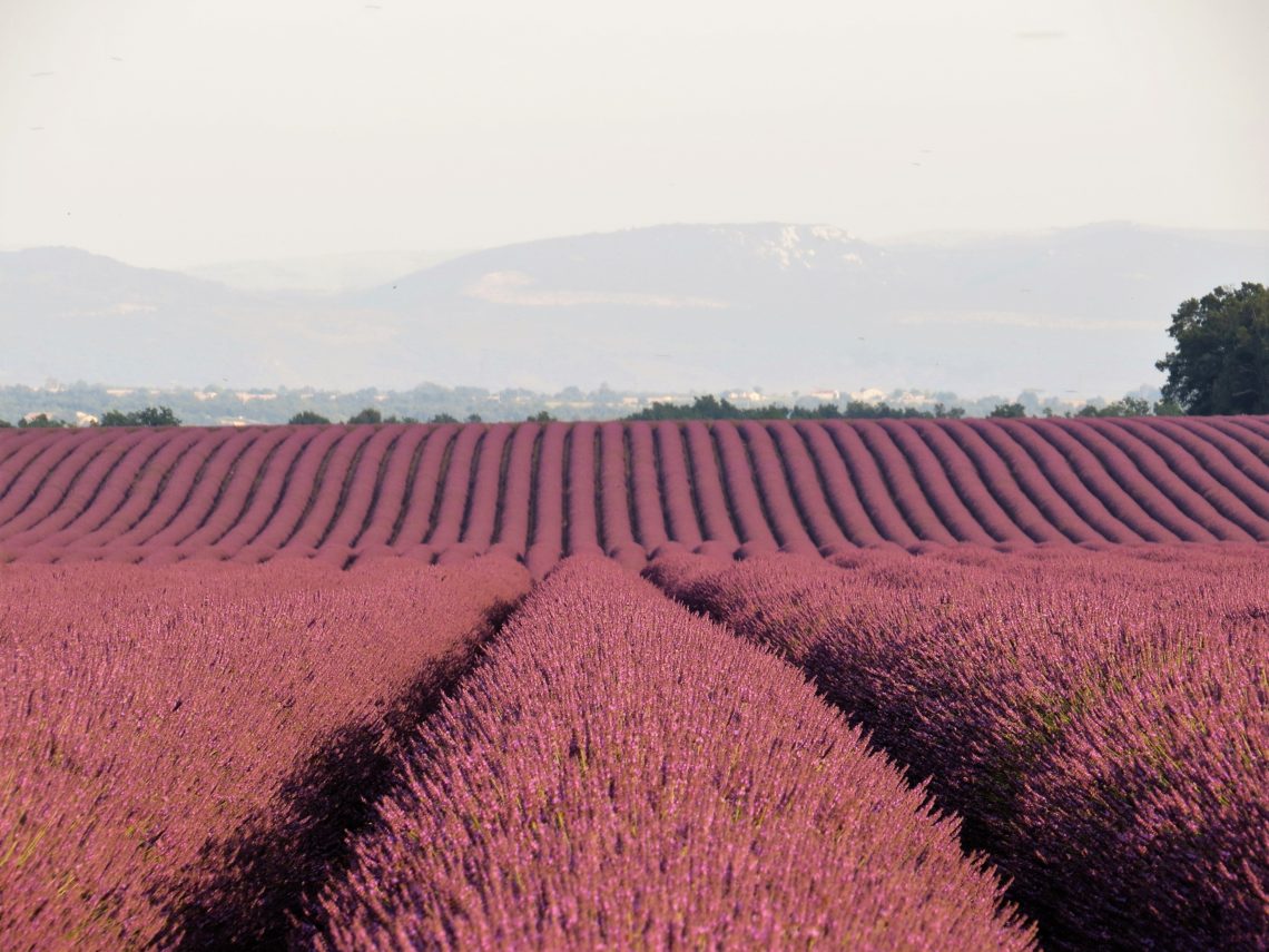 campos de provence